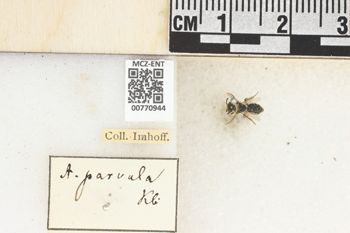 Media type: image;   Entomology 770944 Aspect: Labels